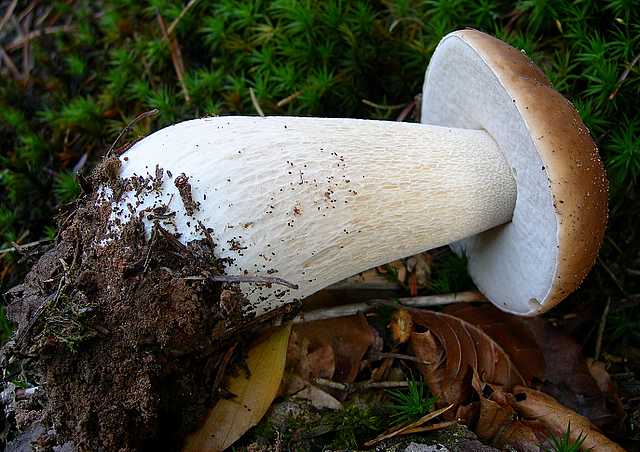 2005 :  Un anno di funghi